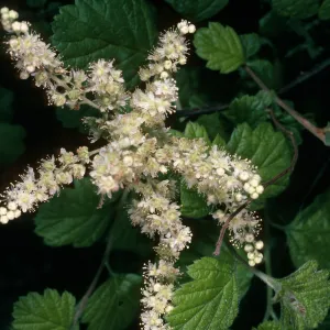 Holodiscus discolor, SBBG Arroyo
