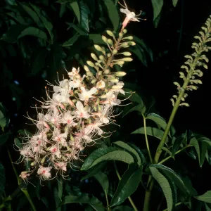 Aesculus californica, SBBG