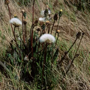 Agoseris grandiflora, Hoffmann Point Ridge, S. Miguel I.