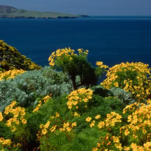 Coreopsis gigantea, view of Santa Cruz Island from West Anacapa Island