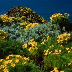 Coreopsis gigantea, view of Santa Cruz Island from W. Anacapa Island