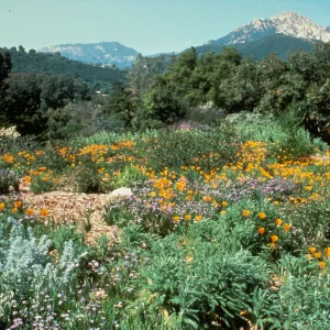 Porter Trail, SBBG 