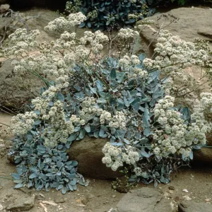 Eriogonum grande v. timorum