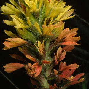 Castilleja affinis insularis, Christy airfield, S. Cruz I.