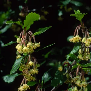Cercocarpus betuloides, SBBG meadow border