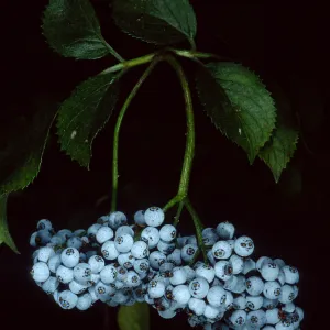 Sambucus mexicana, SBBG arroyo