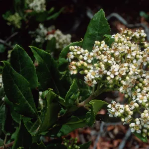 Heteromeles arbutifolia, SBBG