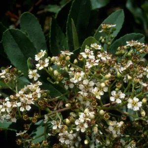 Heteromeles arbutifolia, SBBG