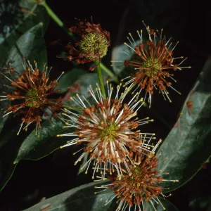 Cephalanthus occidentalis, SBBG