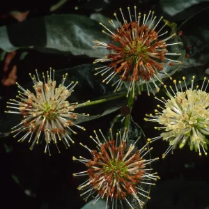 Cephalanthus occidentalis, SBBG