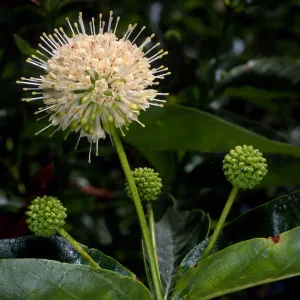 Cephalanthus occidentalis, SBBG