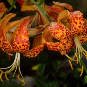 Lilium washingtonianum, SBBG 