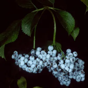 Sambucus mexicana, SBBG arroyo