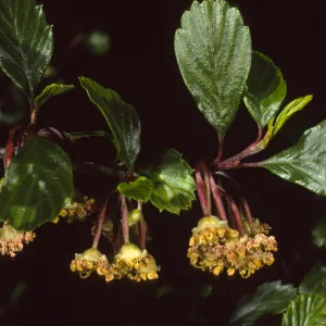 Cercocarpus betuloides SBBG meadow border