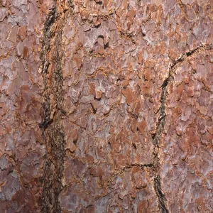 Pinus jeffreyi bark