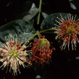 Cephalanthus occidentalis, SBBG