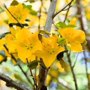 Fremontodendron, SBBG