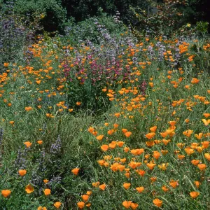 Eschscholzia californica, SBBG