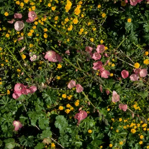 Sidalcea & Lasthenia