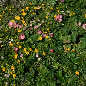 Sidalcea & Lasthenia