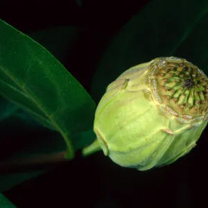 Calycanthus occidentalis, SBBG