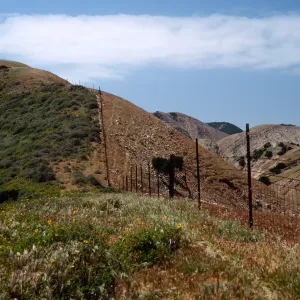 Fenceline, just W. of Montañon Cyn., S. Cruz I.