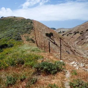 Fenceline, just W. of Montañon Cyn., S. Cruz I.