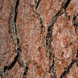 Pinus jeffreyi bark