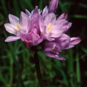 Dichelostemma capitatum, Tunnel Trail