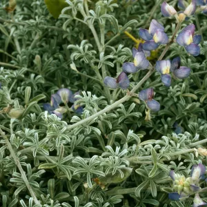 Lupinus albifrons, San Nicolas Island.