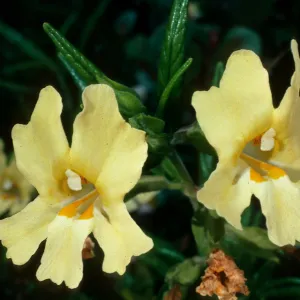 Mimulus longiflorus, Willows Beach