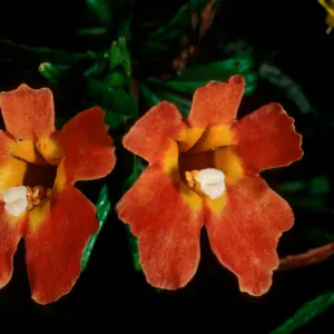 Mimulus longiflorus x flemingii, upper Islay Cyn