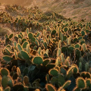 Opuntia (Prickly-pear) at sunrise, Cave Cyn., Santa Barbara Island
