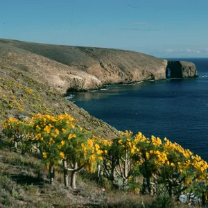 Coreopsis gigantea, view of Arch Point from campground