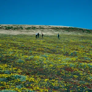 Malacothrix, head of Cliff Canyon, Santa Barbara Island