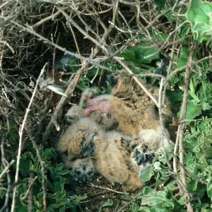 Short-eared owl nest, East slope near head of Graveyard Canyon