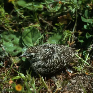 Meadowlark chick, ridge between peaks, Santa Barbara Island