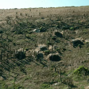 Pelican nests, upper north fork of Graveyeard Canyon