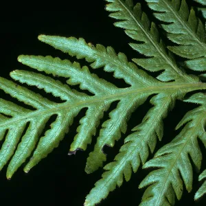 Woodwardia fimbriata, SBBG, West of meadow