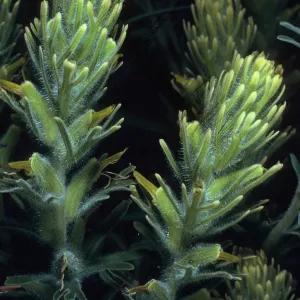 Castilleja grisea, first large canyon. south of Mosquito