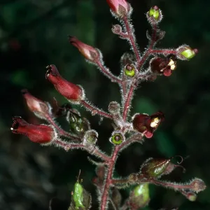 Scrophularia villosa, SBBG island section