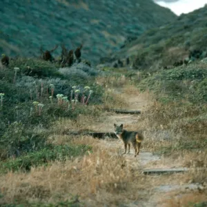 Fox, Canada del Mar, San Miguel Island