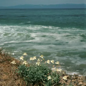 Platystemon, Fishing shack, China Harbor, Santa Cruz Island