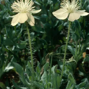 Platystemon, shack at China Harbor, S. Cruz I.