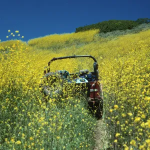 Brassica nigra, road up to valley peak