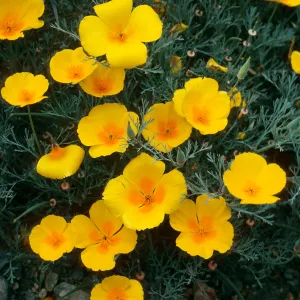Eschscholzia californica, Canada del Puerto