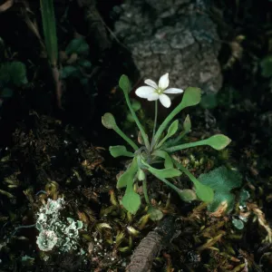 Meconella denticulata, Santa Cruz Island