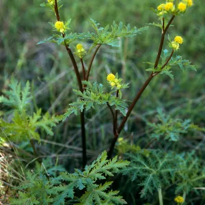 Sanicula arguta, Pelican Bay, S. Cruz I.