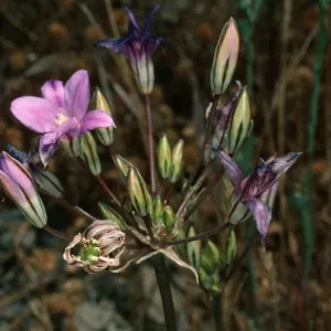 Brodeia kinkiensis, near triangulation stone, S. Clemente I