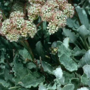 Eriogonum grande v. timorum, San Nicolas Island